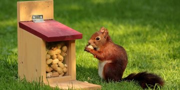 Peanut Allergies