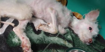 Starving pup rescued from dumpster doing better