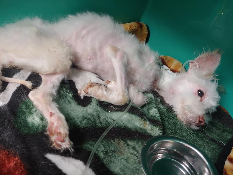 Starving pup rescued from dumpster doing better