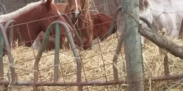 Wild Horse Rescue Incorporated