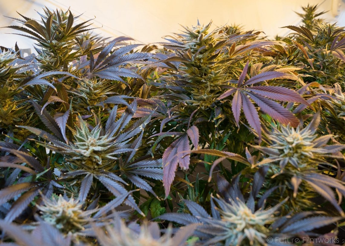 marijuana
