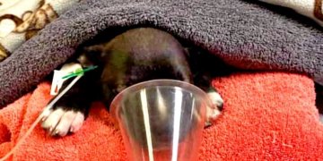 Ross County pair charged after puppy thrown out window