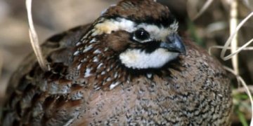 Changes planned to hunting seasons