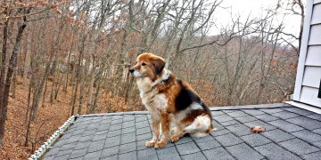 Dog on Roof and Other Calls In Portsmouth Police Briefing
