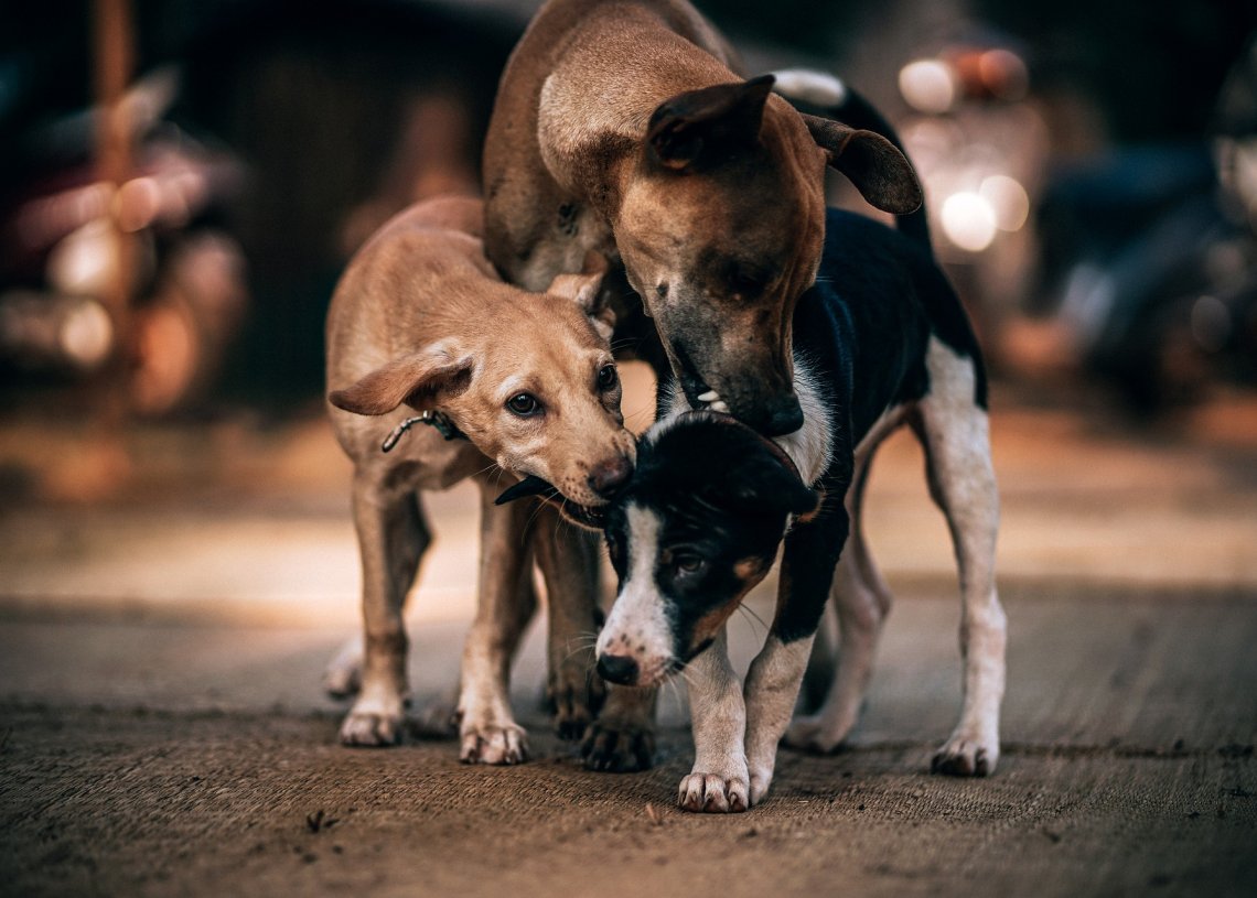 Stray Dogs Trap Portsmouth Woman In Her Home