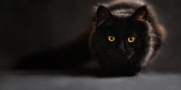 catnapping