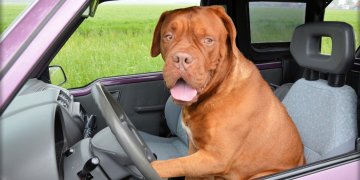 Cruising Allowed by Portsmouth Police Department