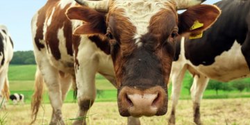 bull