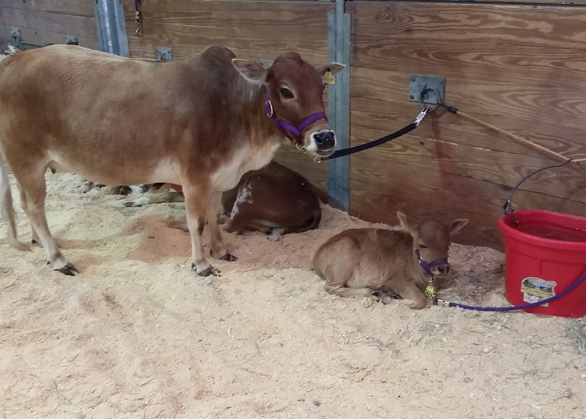 fair cow