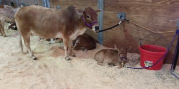 fair cow