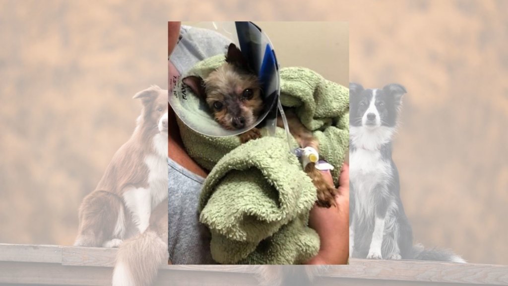 Ohio groomer dog death