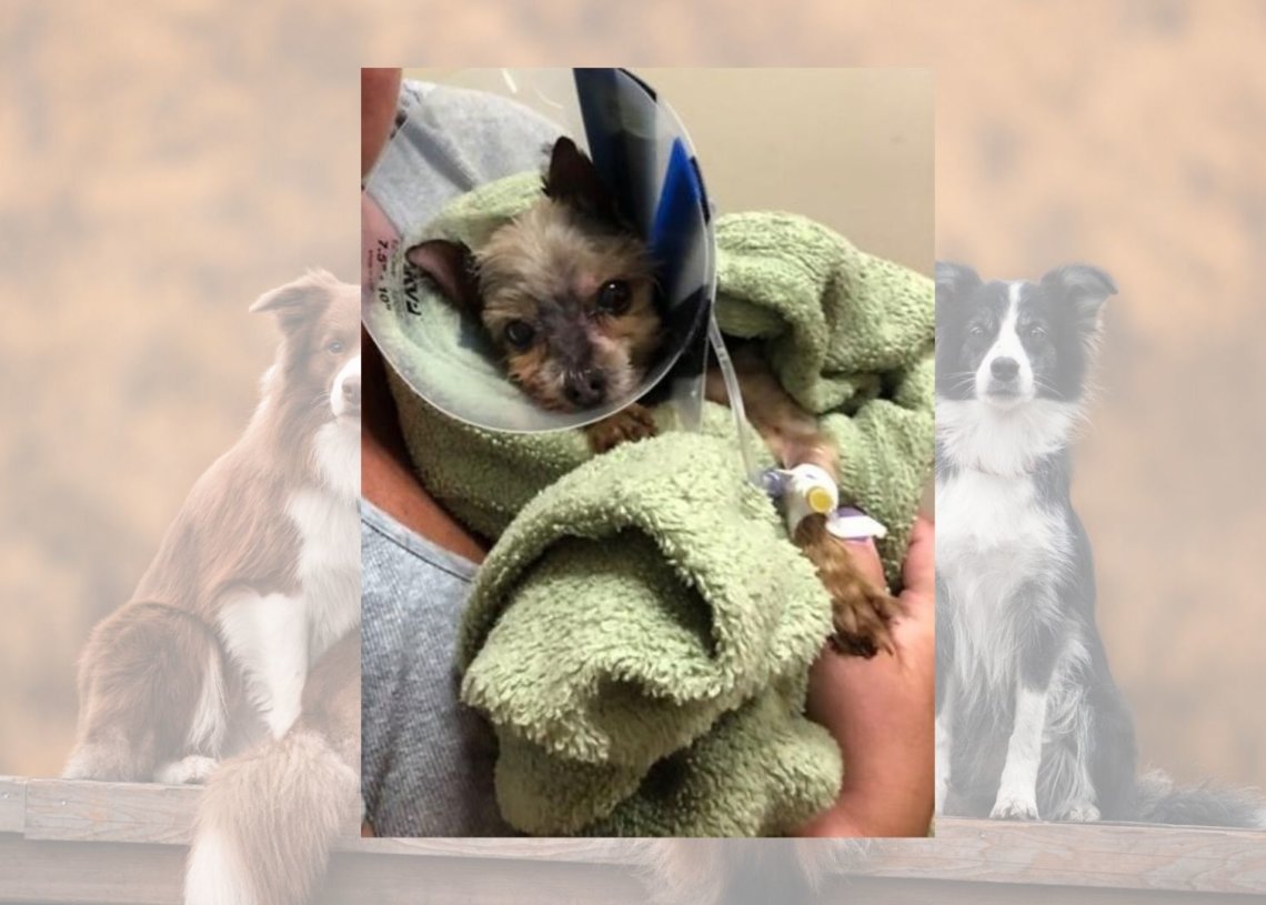 Ohio groomer dog death
