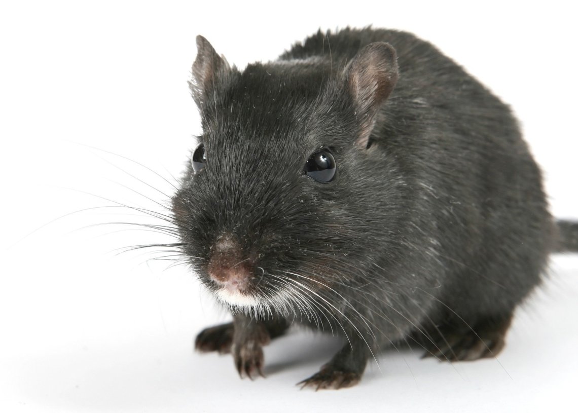 Rat