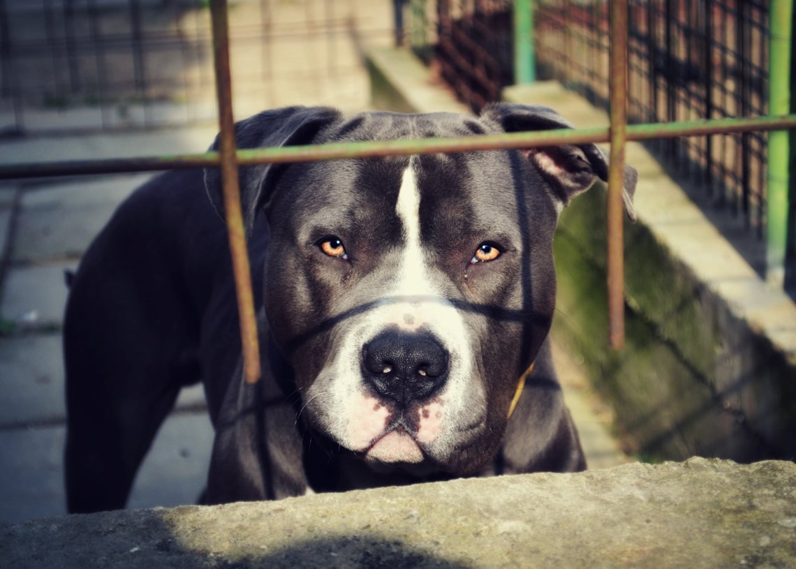 pit bull
