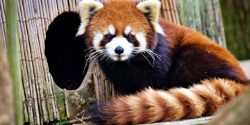 Panda Escapes From Columbus Zoo