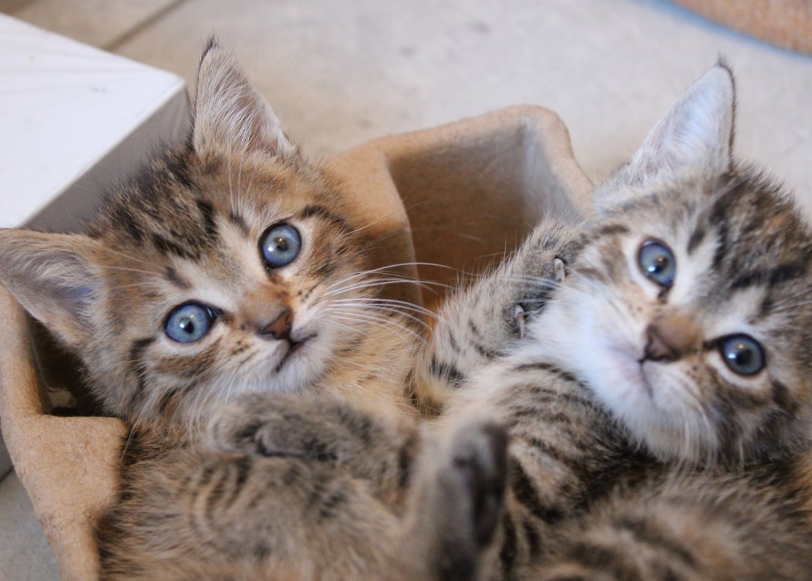 Kokomo Animal Crush Videos