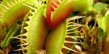 Dangerous Seeds