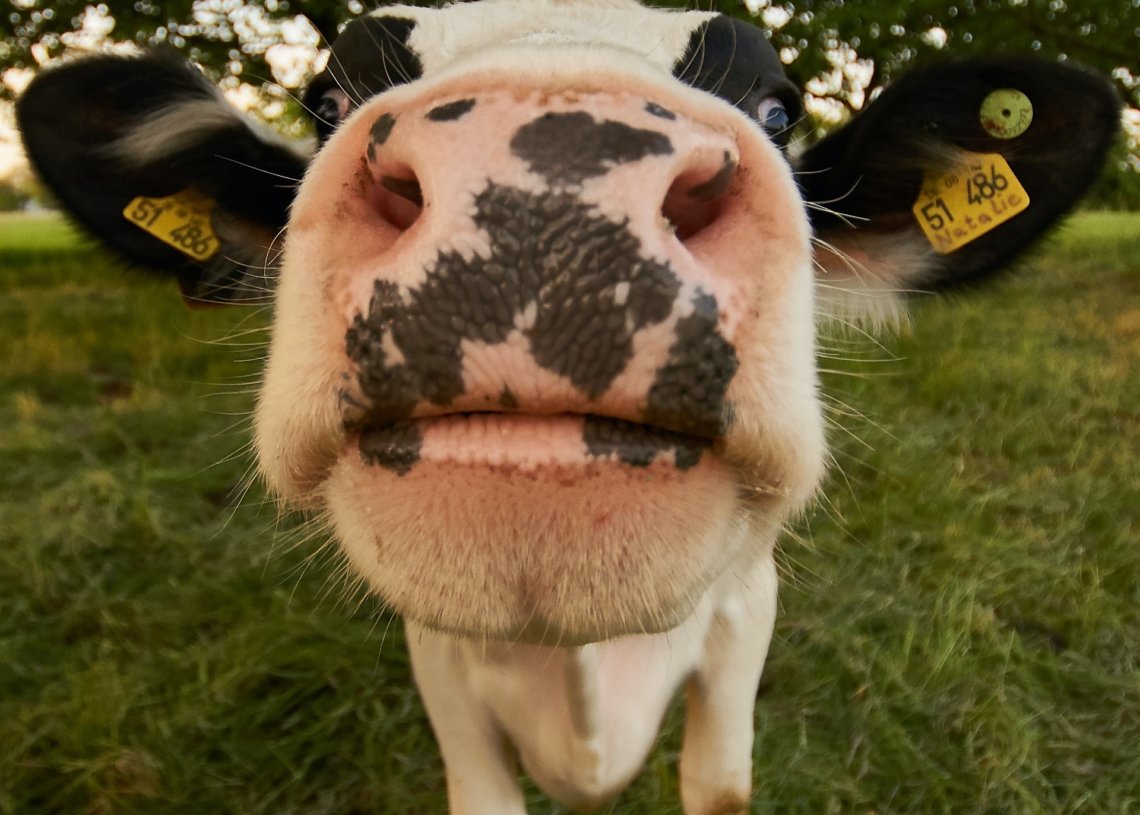 cow