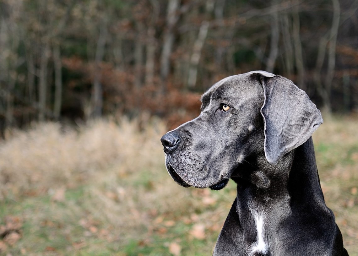 Great Dane Dog