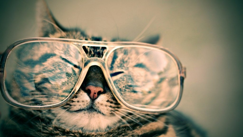 cat facts
