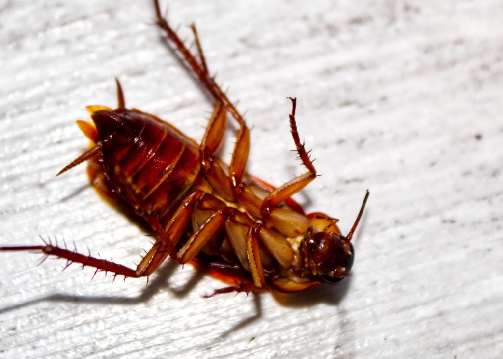 roach
