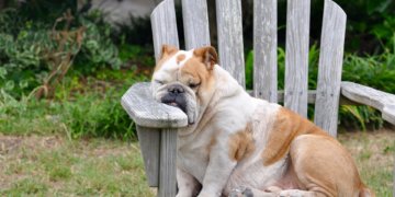6 Pets That Sleep a Lot