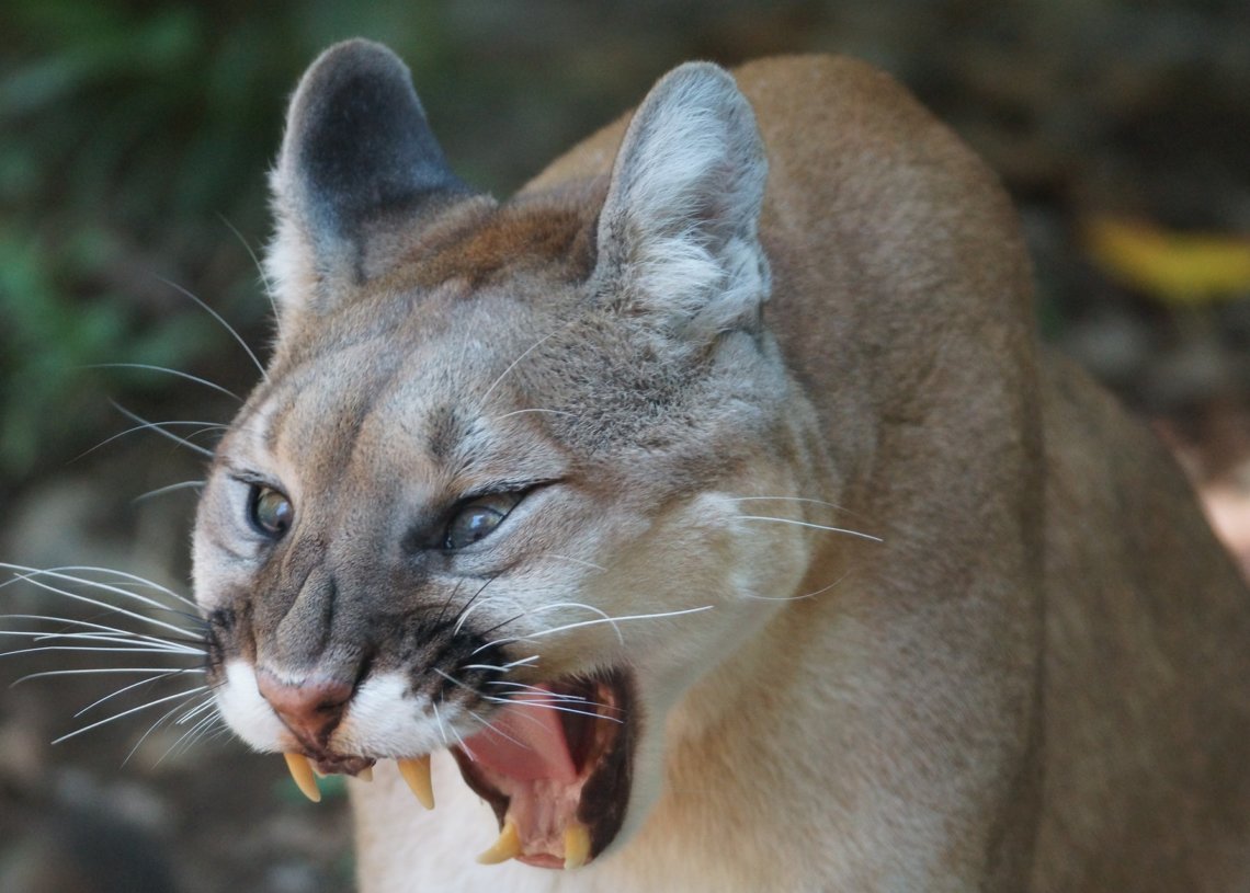mountain lion