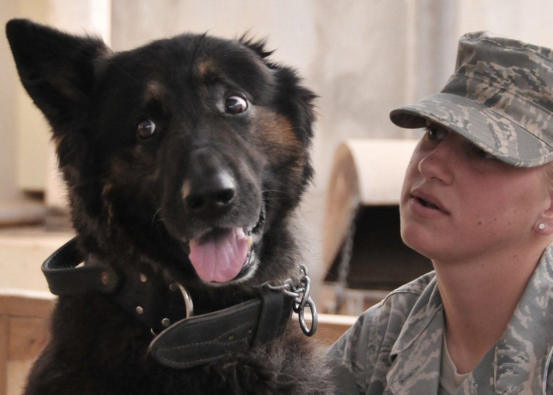 Service Dogs Changing Veterans