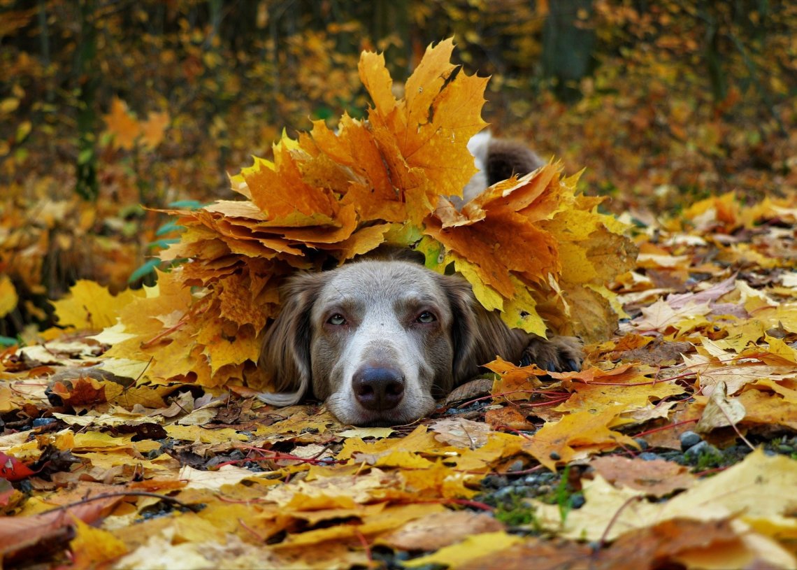 Portsmouth Police Reports - Stolen Dogs & Walker