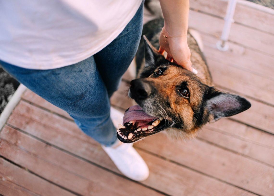 Ways To Keep An Old Dog Happy And Healthy