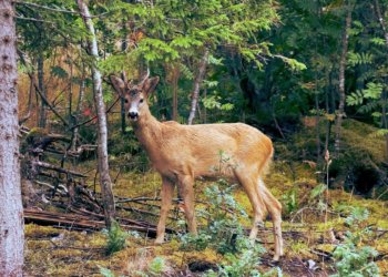 hunt deer