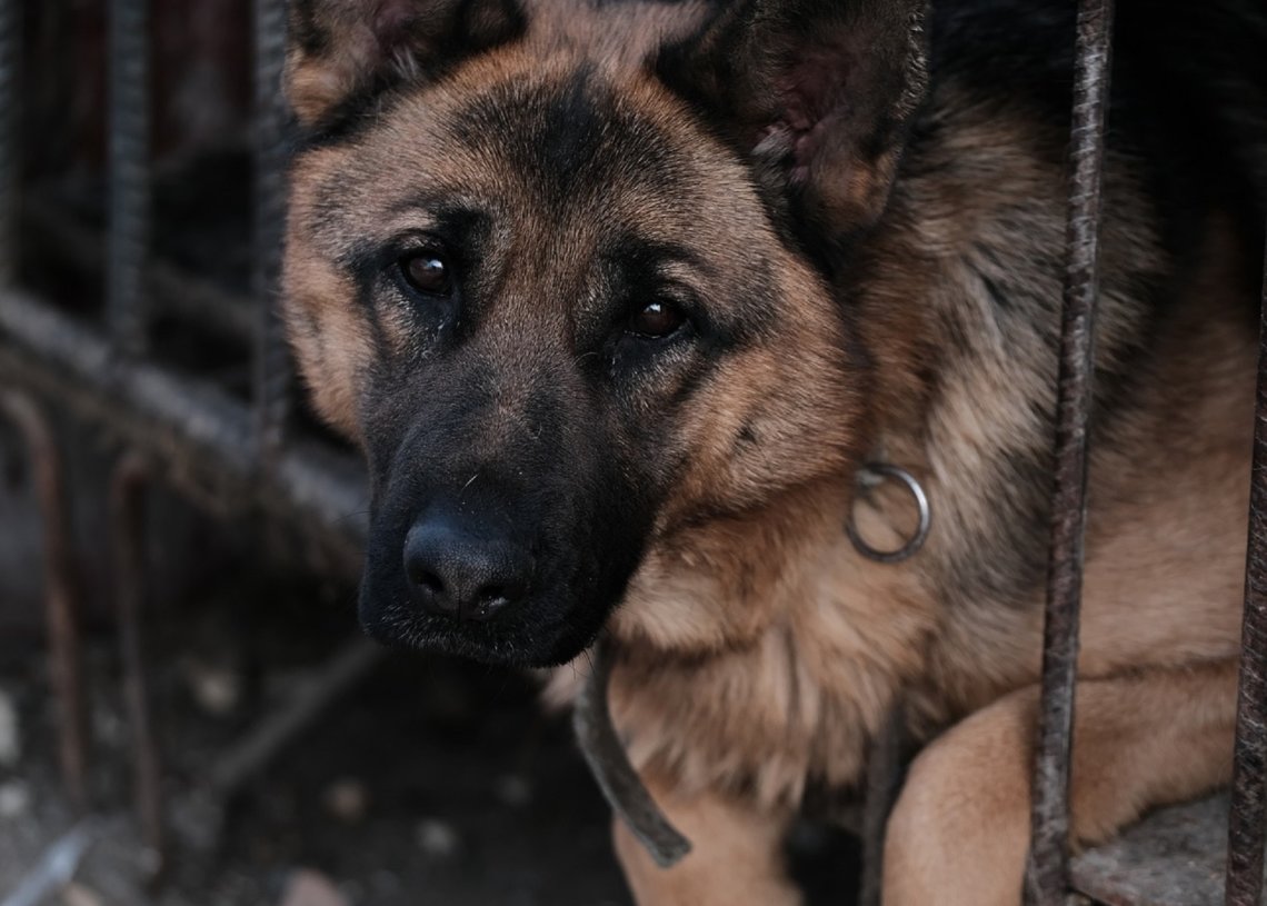 caged dog