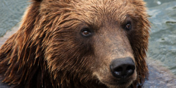 Alaska woman bear attacked