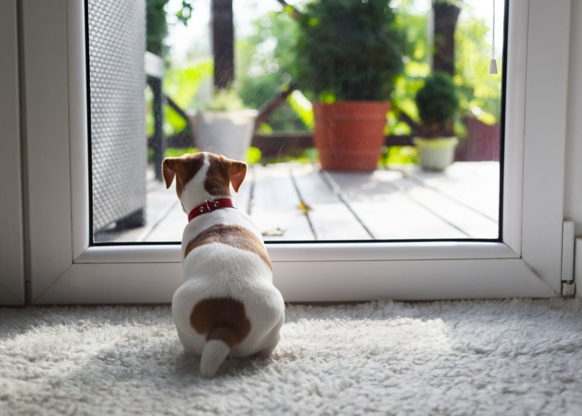 Top Reasons To Socialize Your Dog