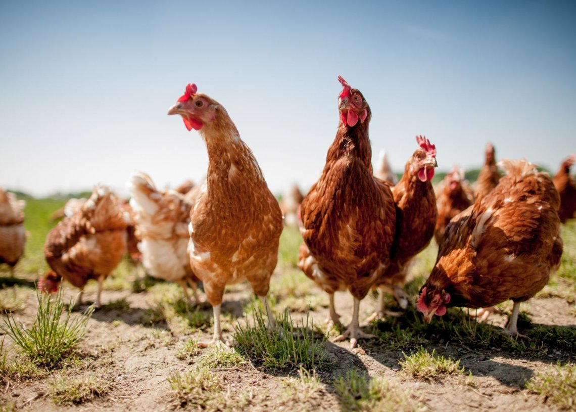 3 Incredible Animals That Are Smarter Than You Think