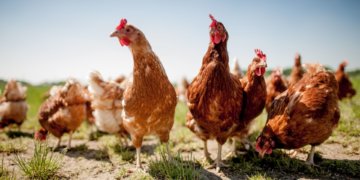 3 Incredible Animals That Are Smarter Than You Think