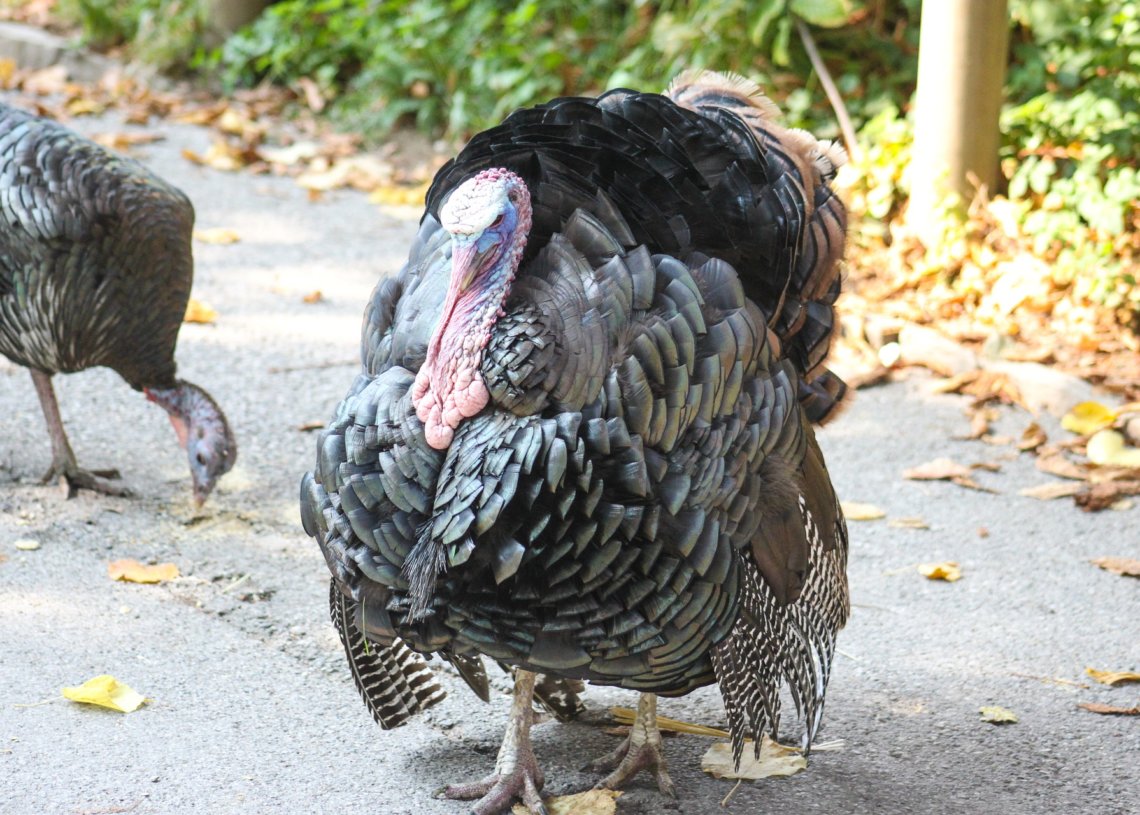 Scioto County Bags 54 Wild Turkeys on Opening Weekend: 3,875 Across Ohio