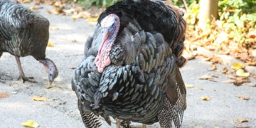 Scioto County Bags 54 Wild Turkeys on Opening Weekend: 3,875 Across Ohio