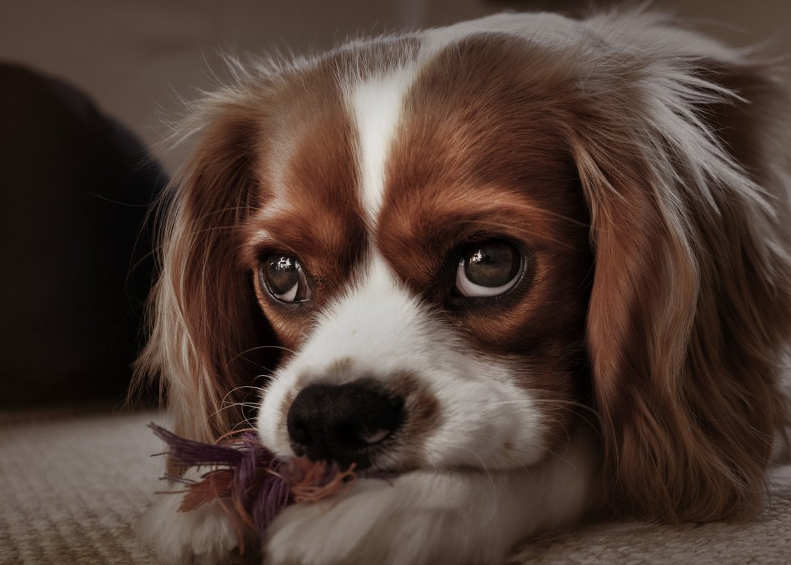 Portsmouth Boy Punches Dog In Stomach