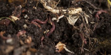 The Use of Vermicomposting in Commercial Composting
