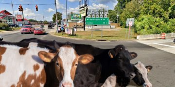 Cows Cross Bridge and Take over Small Ohio Town