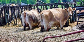 Dairy Farm Called a Biohazard by Ohio Attorney General