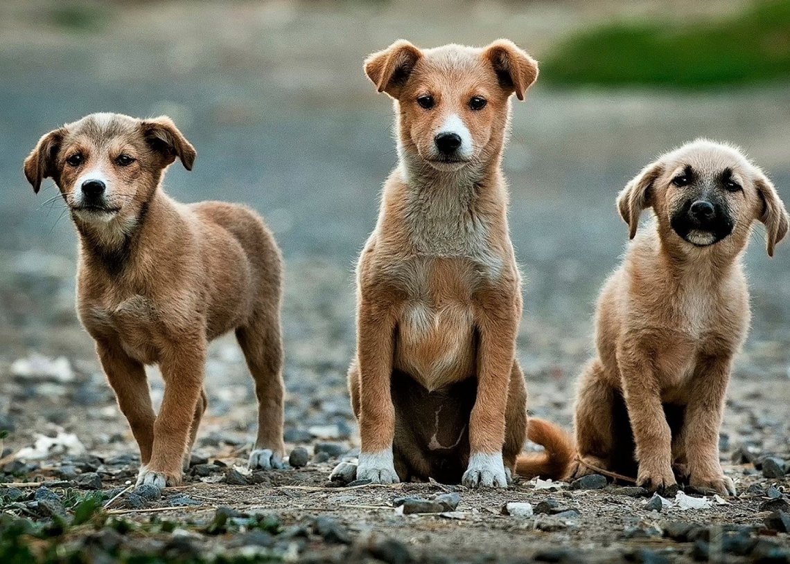 Portsmouth Man Threatens Dogs with Guns