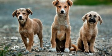 Portsmouth Man Threatens Dogs with Guns