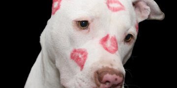 Cops Called Over Kiss On Forehead
