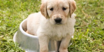 Ways To Socialize Your Dog