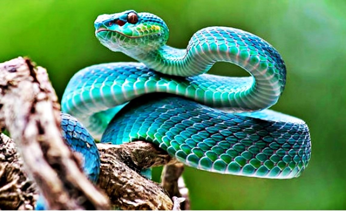 North Carolina Man has 75 Snakes in Mom's Basement: Arrested on 40 Charges