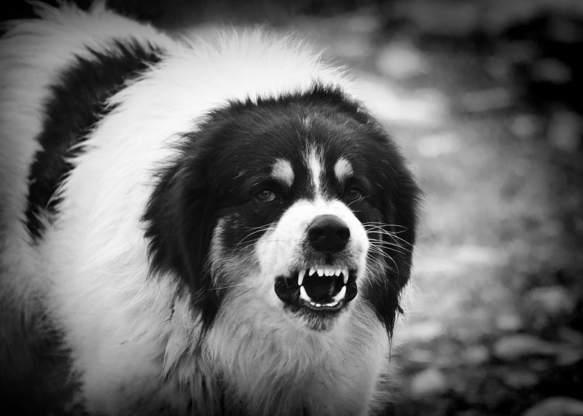 Dog Attacks Portsmouth Police Officer