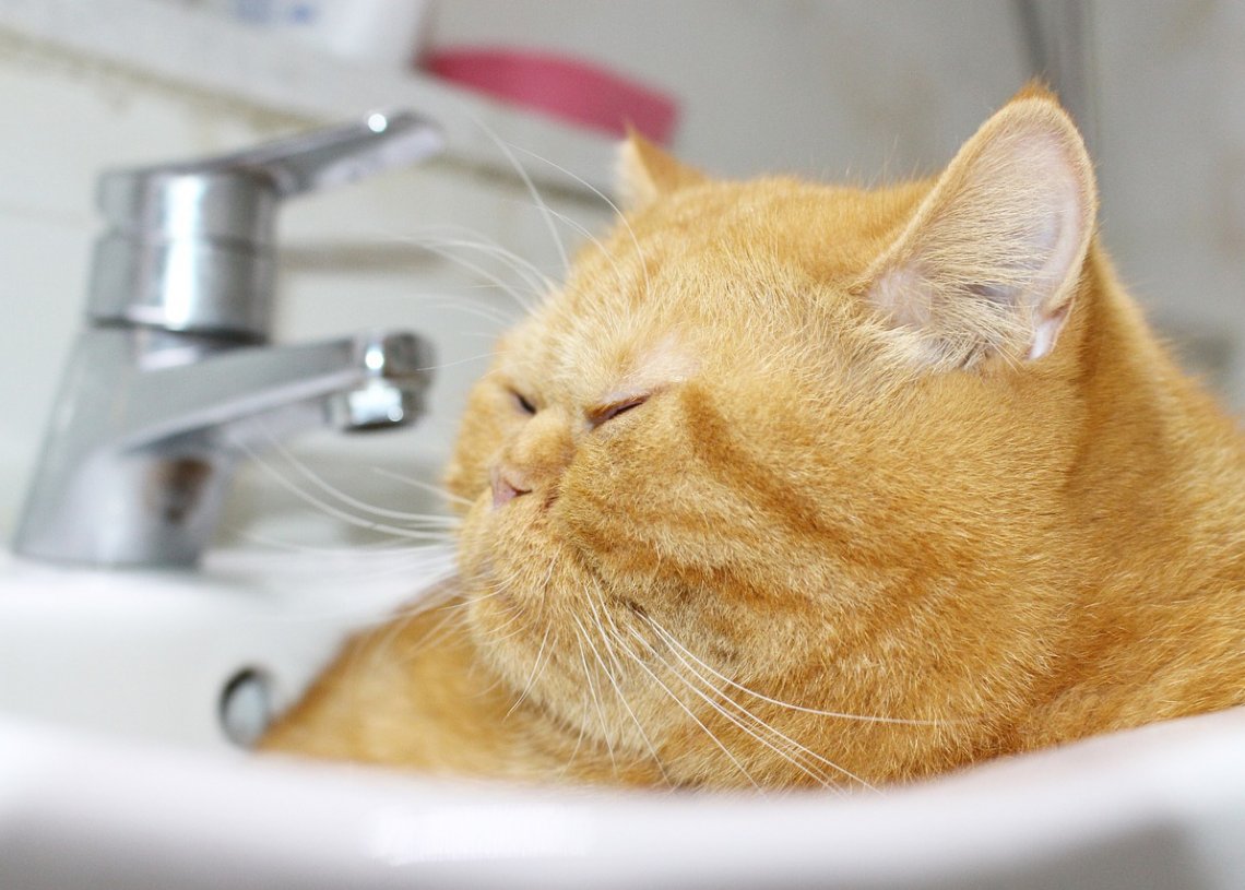 3 Mistakes to Avoid When It Comes to Feeding Your Cat
