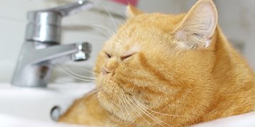 3 Mistakes to Avoid When It Comes to Feeding Your Cat